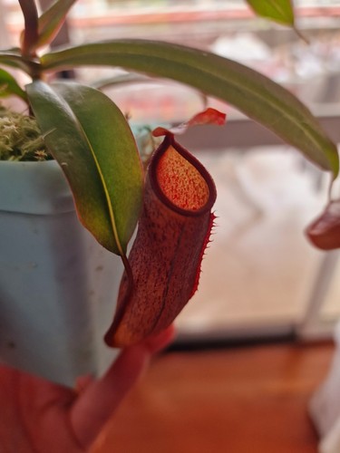 Nepenthes rebecca soper - nepenthes,