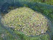 Olio NOVELLO Siciliano
