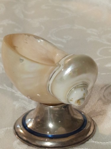 Conchiglie collezione in - collezione,