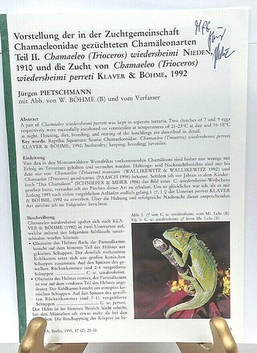 Chameleon breeding incubation - chameleon,
