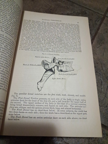 1862 gray anatomy - gray's,