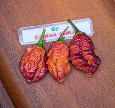 Semi di Pepe Crazy Boy Pink