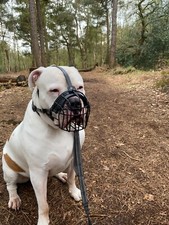 Museruola per cani cestino in