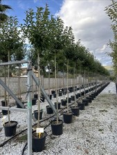 Ligustro giapponese "Ligustrum