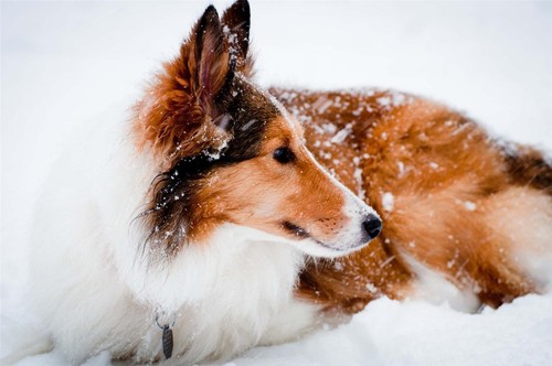 Foto poster lucido collie - poster,