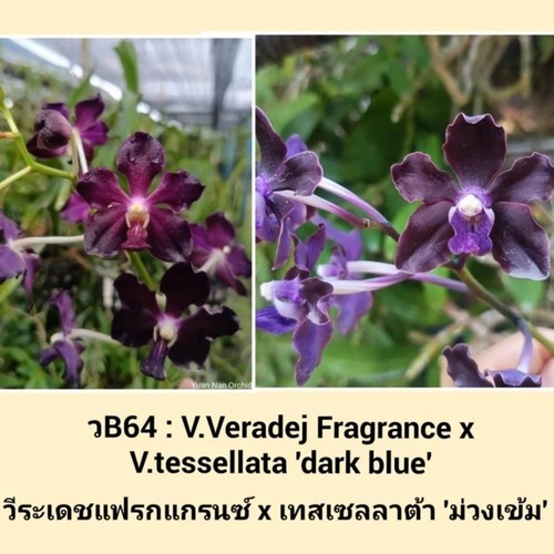 Orchidea vanda fragranza - orchidea, (fragranza
