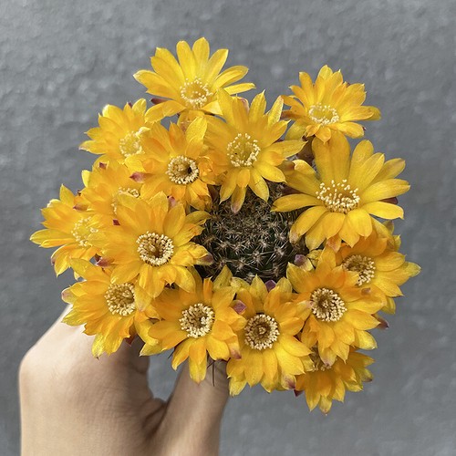 Piante succulente cm - succulente,