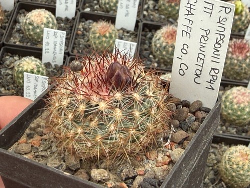 Pediocactus simponii - 41,