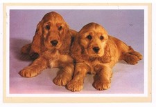 VECCHIA CARTOLINA - DUE