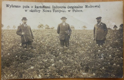 Campi patate nowy - di,