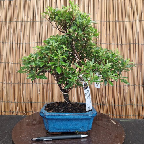 Bonsai azalea 35cm - bonsai, h
