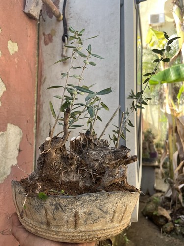 Bonsai olivastro come - come, nella