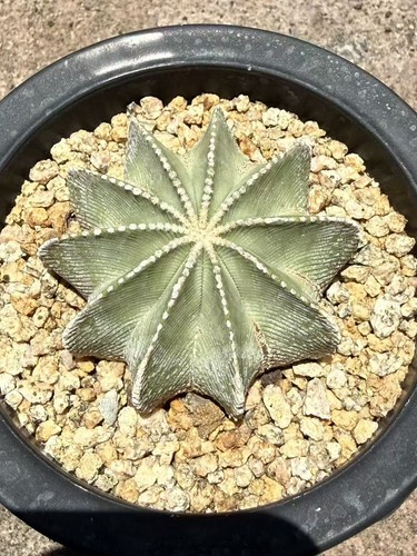 Vendita aztekium hintonii - vendita!aztekium,