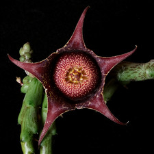 Orbea hardyi - 3.25" pot -