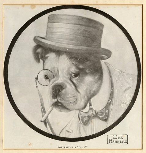 Staffordshire bull terrier - staffordshire, dog