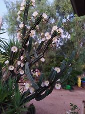 Cereus peruvianus, Tal Cacti, rare cacti questa piante produce bacche commestibi