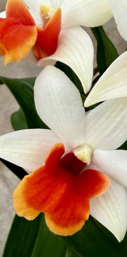 Dendrobium coral candy nuovo - dendrobium, coral.candy'