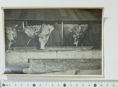 94777 1163 foto ww1 - foto,