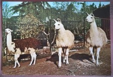 ROMA - GIARDINO ZOOLOGICO -