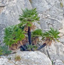 Chamaerops humilis -