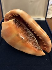 conchiglie da collezione