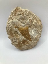 Autentico dente di squalo