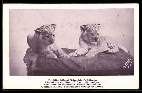 Leone del capitano alfred - del,
