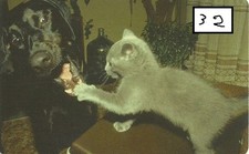Cane gatto carta - gatto, 32