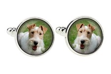 Gemelli Fox Terrier Drahthaar