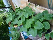 Semi di spinaci malabar verdi / Ceylon / Mồng Tơi per la stagione 2025 venditore USA