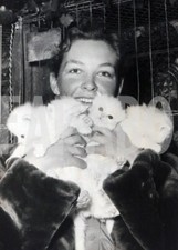 Foto vintage Italia, Cuccioli di persiano bianco, 1949, stampa 18x13 cm