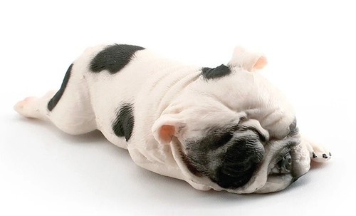 Bulldog francese cane - , animale
