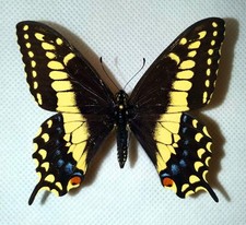Papilio hybrid [Papilio