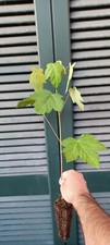 Acer pseudoplatanus Acero di monte Sicomoro 2 anni alveolo albero bonsai pre