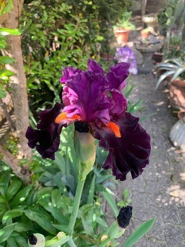 Iris germanica fiori rizoma - fiori,