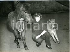 1953 DUDLEY ZOO - Keeper Janice REDDITCH with a Shetland Pony and her baby foal