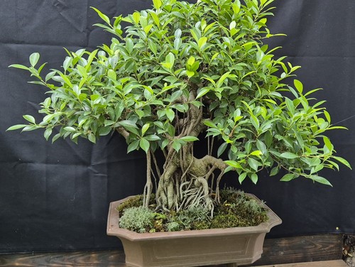 Bonsai ficus retusa - bonsai,