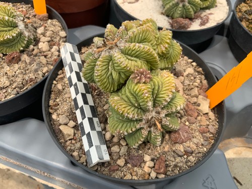 141 aztekium ritteri - 141, graft