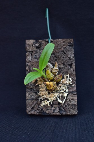 Dendrobium delacourii orchidea - dendrobium,