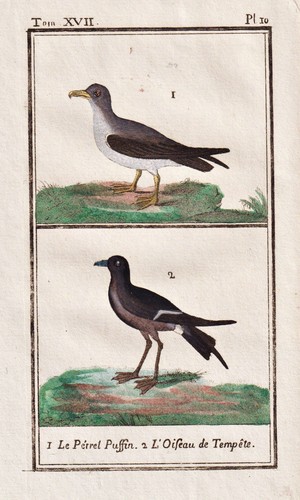 Papagallo puffin uccello - papagallo,