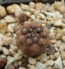 Copiapoa cinerea