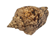 Conchiglia Shell VOLUTA EBRAEA