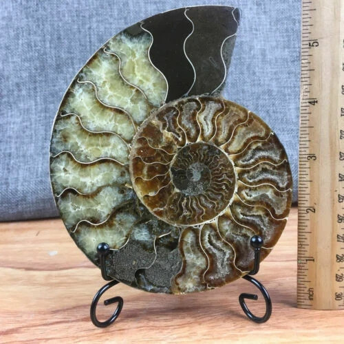 Top ammonite naturale fossile - top!,
