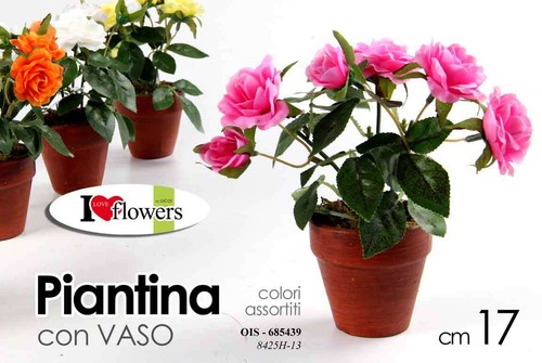 Pianta rosa rose piantina - pianta,