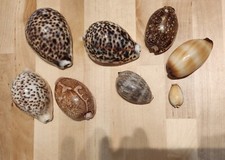 Lotto  8 CONCHIGLIE shell Cypraea da collezione