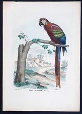 Stampa antica petraroja - stampa,