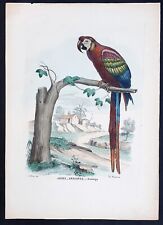 Stampa antica Petraroja pappagallo arara aracanga ara macao scarlatta 1863