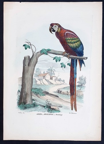 Stampa antica petraroja - stampa,