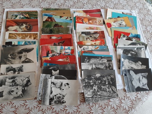 Lotto 172 cartoline cani - 172,