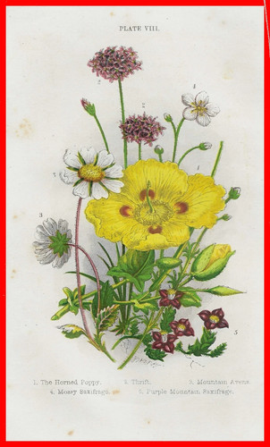 Stampe antiche fiori botanica - stampe,